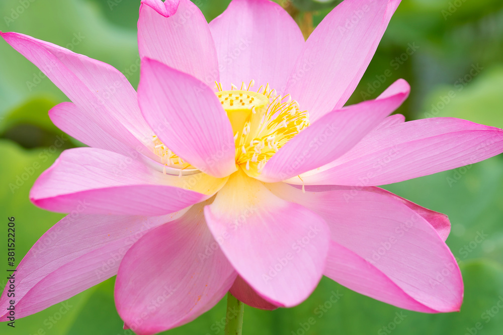 ハスの花 ハスの花