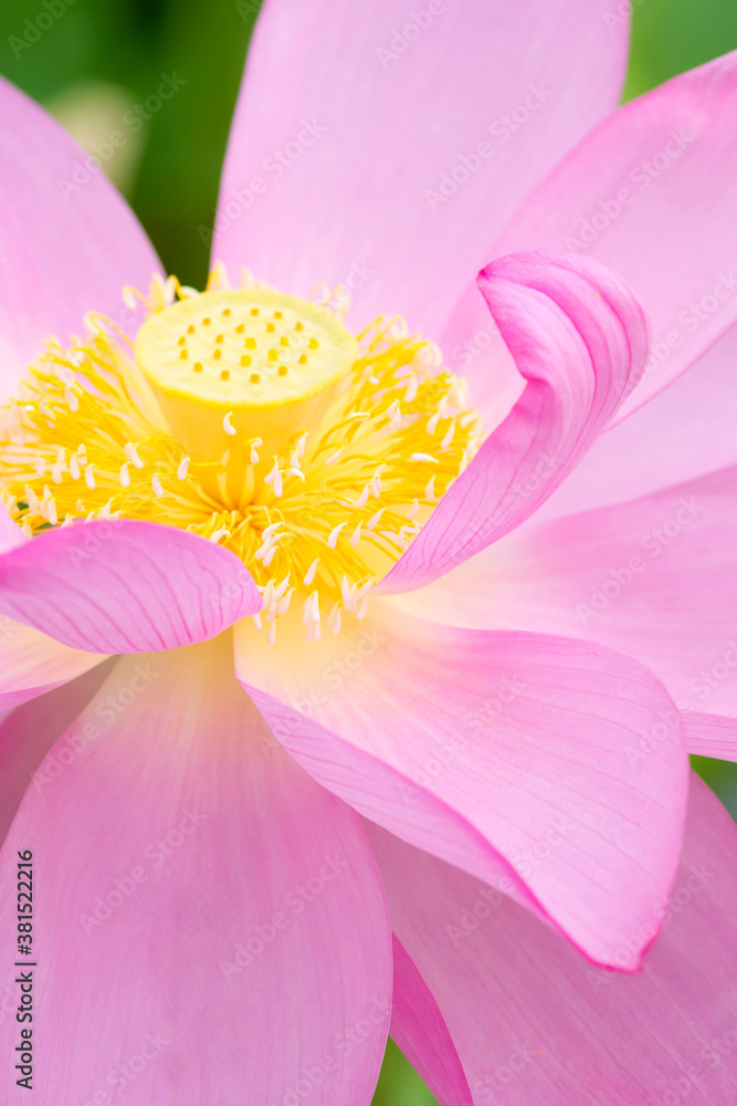 ハスの花 ハスの花