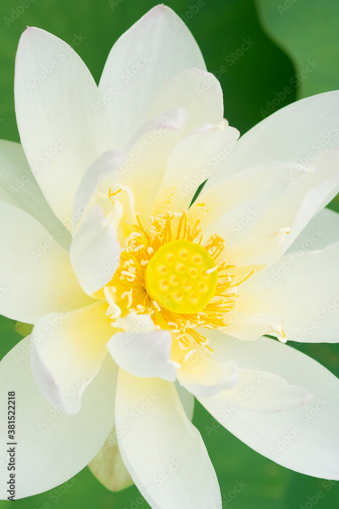 Obraz premium ハスの花