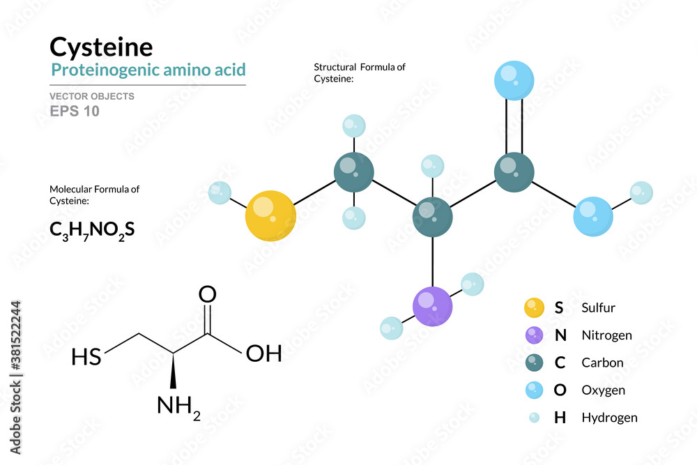 Cysteine. Cys C3H7NO2S. Proteinogenic Amino Acid. Structural Chemical