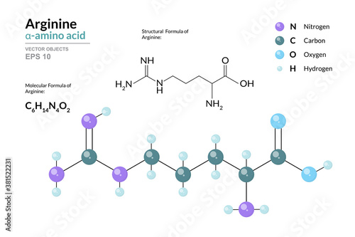 Arginine. Arg C6H14N4O2. α-Amino Acid. Structural Chemical Formula and Molecule 3d Model. Atoms with Color Coding. Vector Illustration