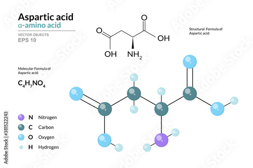 Aspartic acid. Asp C4H7NO4. α-Amino Acid. Structural Chemical Formula and Molecule 3d Model. Atoms with Color Coding. Vector Illustration photo