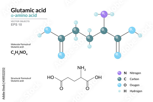 Glutamic acid. Glu C5H9NO4. α-Amino Acid. Structural Chemical Formula and Molecule 3d Model. Atoms with Color Coding. Vector Illustration
