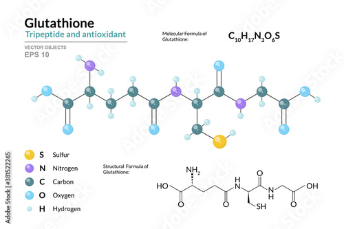 Glutathione. C10H17N3O6S. Tripeptide and Antioxidant. Structural Chemical Formula and Molecule 3d Model. Atoms with Color Coding. Vector Illustration photo