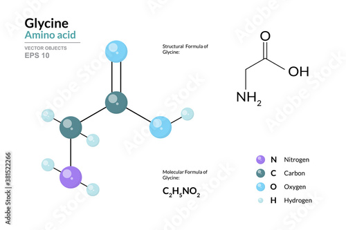 Glycine. Gly C2H5NO2. α-Amino Acid. Structural Chemical Formula and Molecule 3d Model. Atoms with Color Coding. Vector Illustration