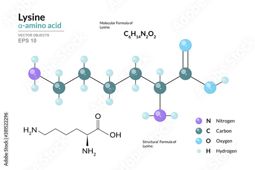 Lysine. Lys C6H14N2O2. α-Amino Acid. Structural Chemical Formula and Molecule 3d Model. Atoms with Color Coding. Vector Illustration