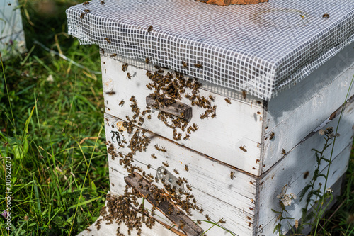 Honey Bees on Hive Entrance Hole. Flying Away and Returning. © romankosolapov