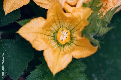 Climbing into the naughty bits of a squash blossom, taken with a macro lens