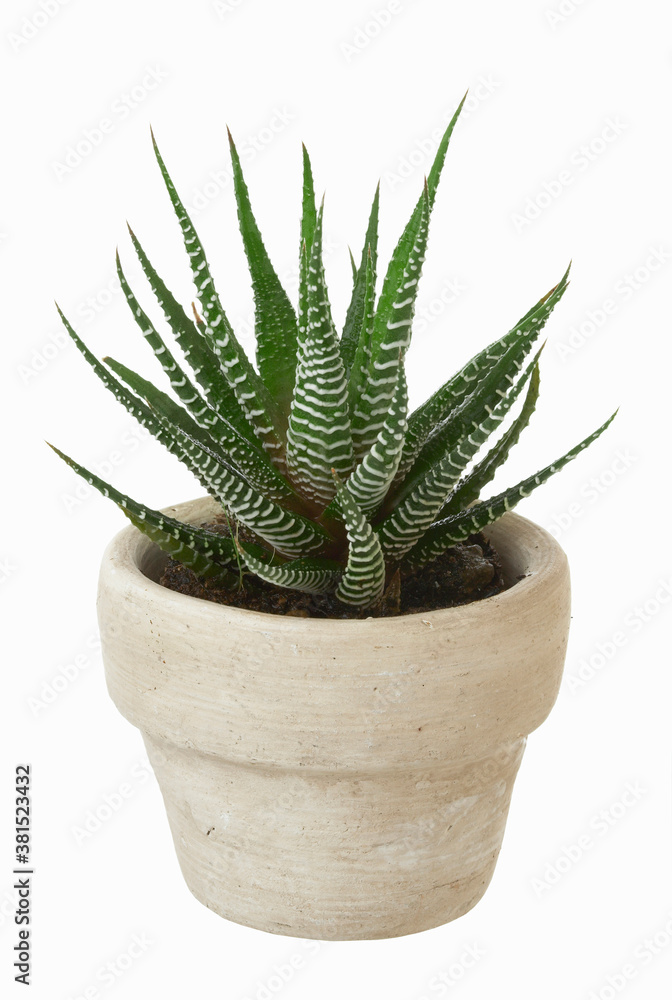 多肉植物 多肉植物