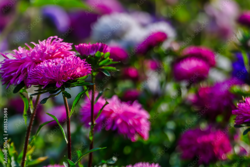Autumn flowers. Pink asters under the sun Autumn flowers. Pink asters under the sun