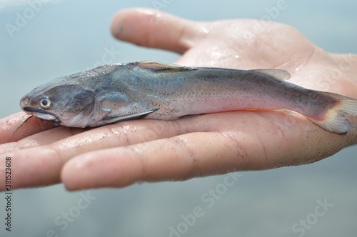 Fototapeta Naklejka Na Ścianę i Meble -  fish in hand