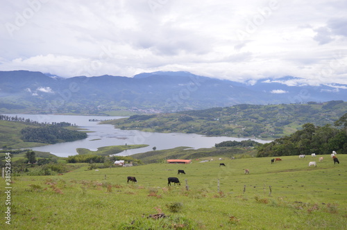 cows in the mountains