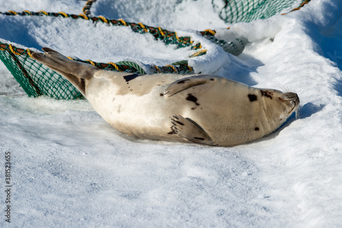 An adult harp seal lays on the frozen ice in the cold Atlantic Ocean. The sun is shining on the wild animal. Its coat is shiny grey with dark black harp shapes. It has long claws on its flippers.
