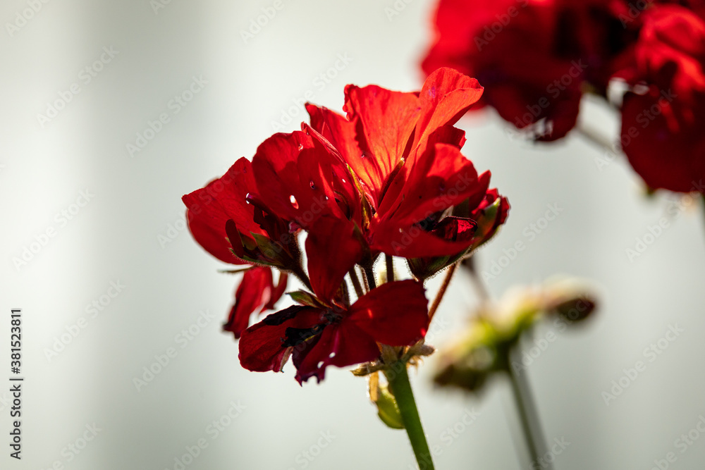 red poppy flowers