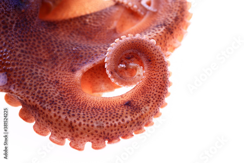 Octopus on a white background