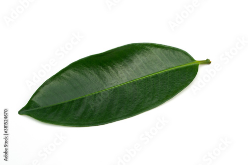 Mangosteen leaf isolated on white background.