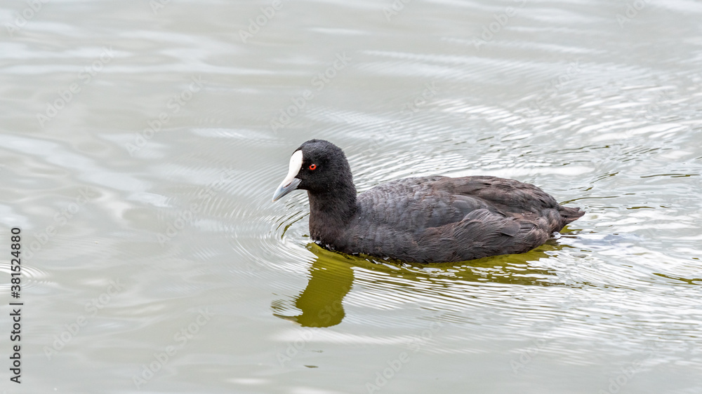 Eurasian Coot (Fulica atra) at Newport lake, the area was created from a former Bluestone Quarry and is a Sanctuary for Waterbirds & Wildlife. Eurasian Coot (Fulica atra) at Newport lake, the area was created from a former Bluestone Quarry and is a Sanctuary for Waterbirds & Wildlife.