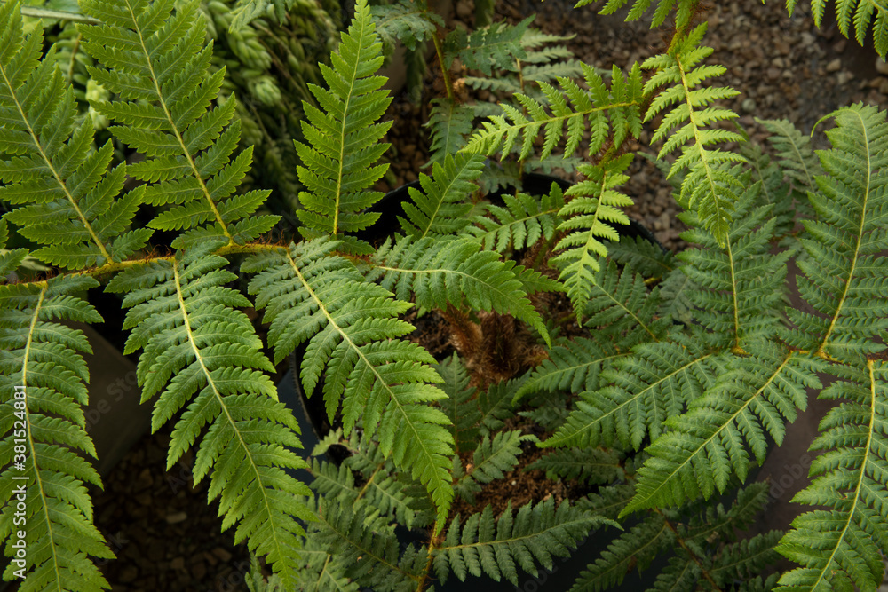 Natural texture and pattern. Closeup view of a Cyathea cooperi fern, also known as Australian Tree Fern, beautiful green leaves foliage. 