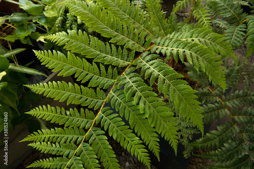Flora. Closeup view of Cyathea cooperi fern  also known as Australian Tree Fern  beautiful green leaves and leaflets texture and pattern. 