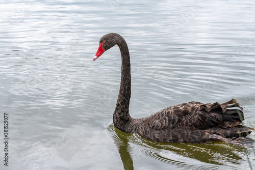 The black swan is a large waterbird  a species of swan which breeds mainly in the southeast and southwest regions of Australia.