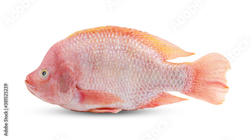 Ruby fish isolated on white background with clipping path
