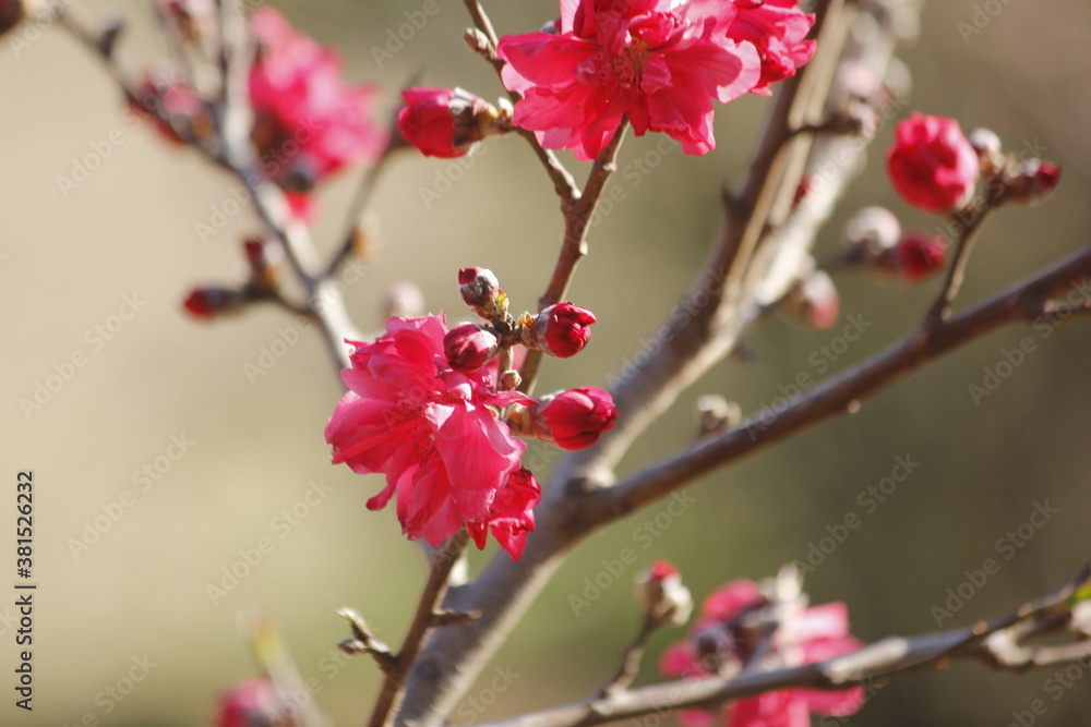 red apple blossom red apple blossom