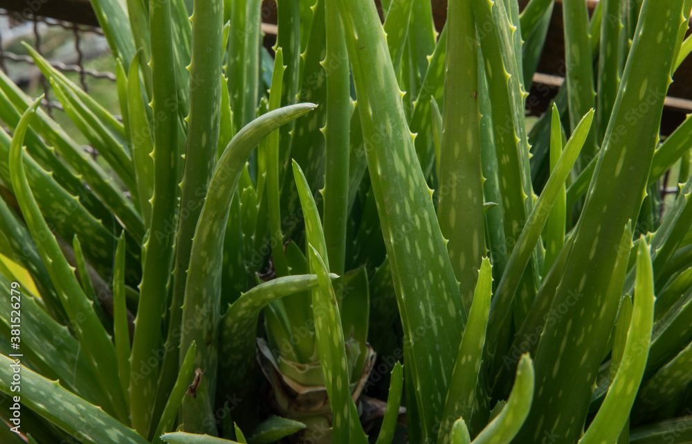 Obraz premium Natural textures. Succulent plants. Closeup of an Aloe vera green and thorny leaves.