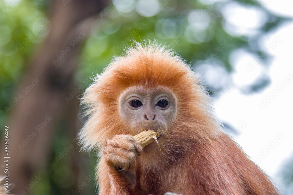 The Javan lutung (Trachypithecus auratus) closeup image, also known as the ebony lutung and Javan langur, is an Old World monkey from the Colobinae subfamily The Javan lutung (Trachypithecus auratus) closeup image, also known as the ebony lutung and Javan langur, is an Old World monkey from the Colobinae subfamily