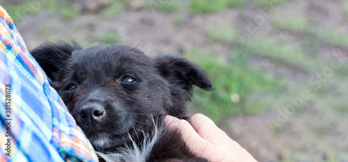 Found a black puppy with a sad, pleading look. Don't leave the dogs. An abandoned little puppy in his arms asks for help. Soft focus. Help stray animals. Banner, copy space. Puppy crying