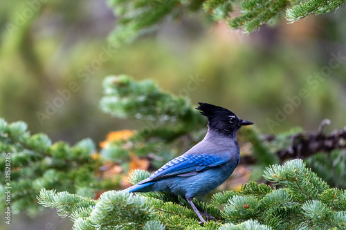 Φωτογραφία A stellar jay blue bird perched on a pine tree in Rocky Mountain National Park i