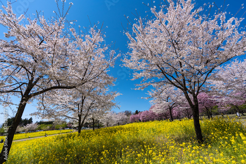 青空に映える桜と菜の花