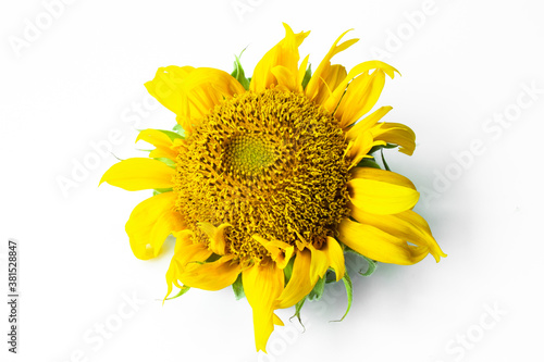 Fototapeta Naklejka Na Ścianę i Meble -  sunflower isolated on white background. Real Yellow sunflower from nature.