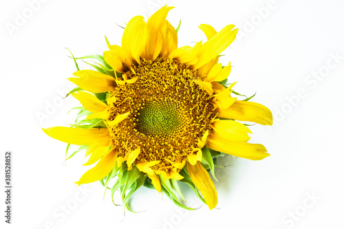 sunflower isolated on white background. Real Yellow sunflower from nature.
