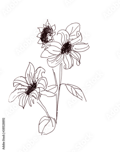 daisy sunflower flowers  graphic linear black and white drawing on a white background