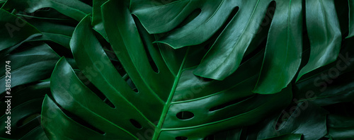 closeup nature view of tropical green monstera leaf background. Flat lay, fresh wallpaper banner concept
