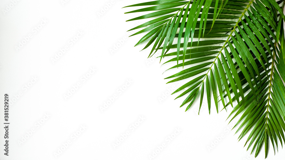 Fototapeta premium closeup palm leaf isolated on white background, summer background
