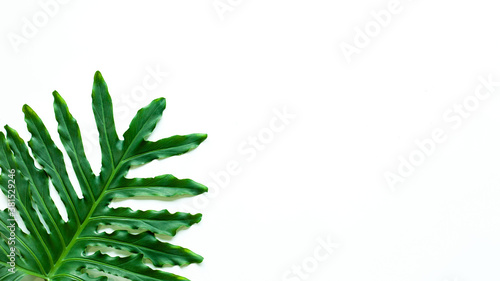 closeup tropical leaf isolated on white background  Flat lay  fresh wallpaper banner concept