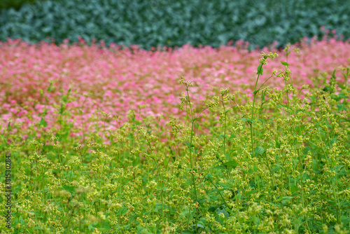 ピンク色のアカソバ、黄緑のダッタンソバそして濃い緑のキャベツ畑の秋の山里の畑