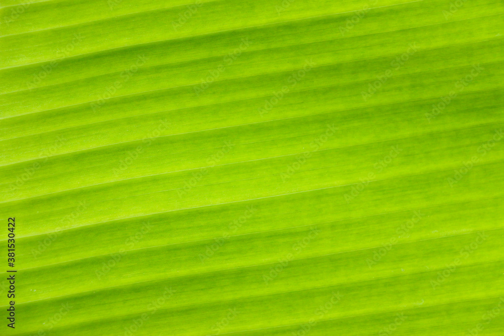 fresh green Leaf texture background of banana fresh green Leaf texture background of banana