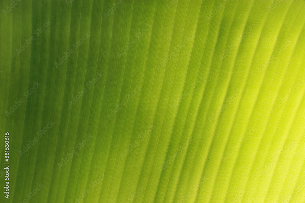 fresh green Leaf texture background of banana fresh green Leaf texture background of banana