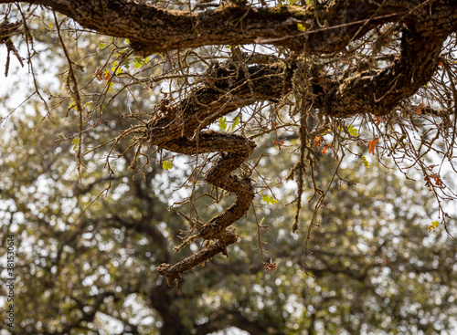 Fotografie unnatural looking tree branch