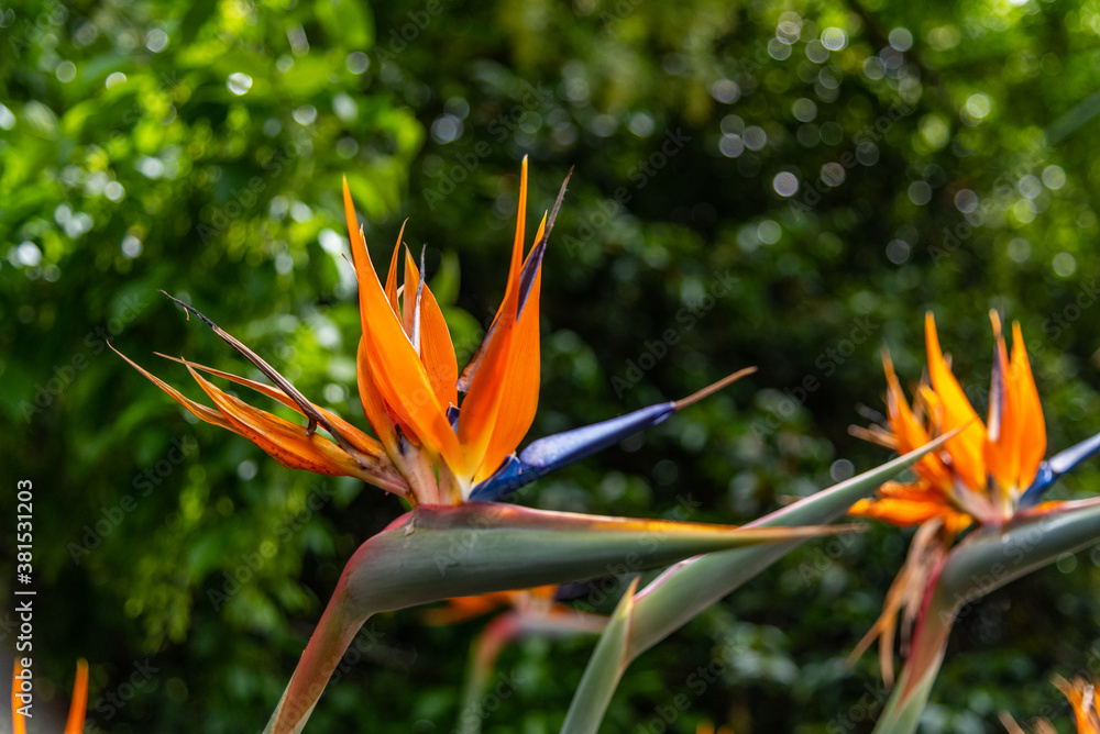 Obraz premium Flora and fauna at the Melbourne Botanical Gardens