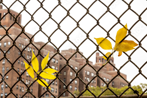 Leaves in a fence