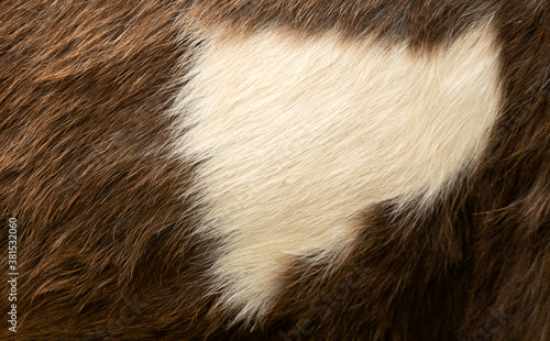 Horse skin texture background natural pattern, Blank for design.with Copy Space for Text.