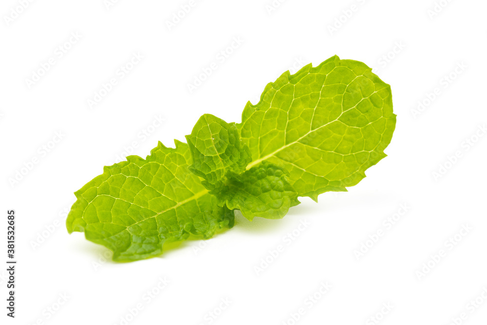 Fresh Mint leaves isolated on white background Fresh Mint leaves isolated on white background