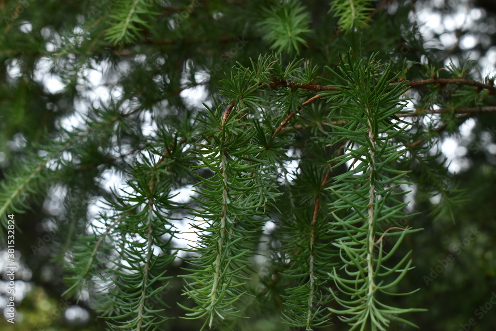 The hanging deep green pine leaves in Sapporo Japan The hanging deep green pine leaves in Sapporo Japan