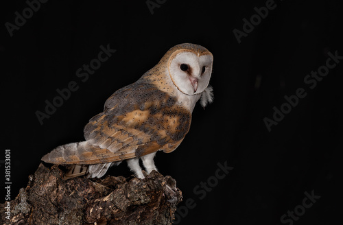 night owl perched with black background