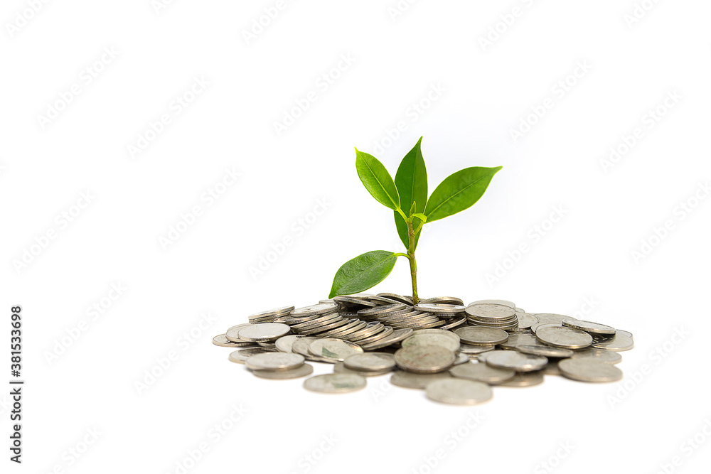 Financial business growth Tree and coin concept Financial business growth Tree and coin concept