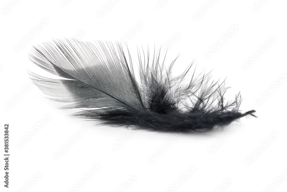 black feather texture on white background