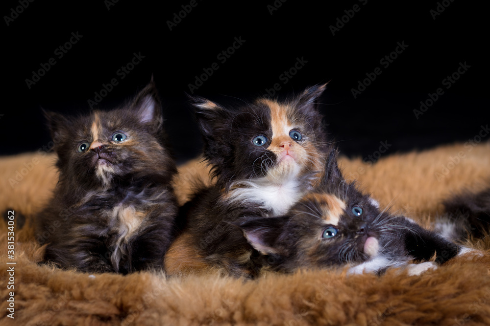 Obraz premium black and white cat